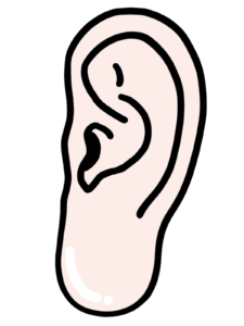 耳たぶ　福耳