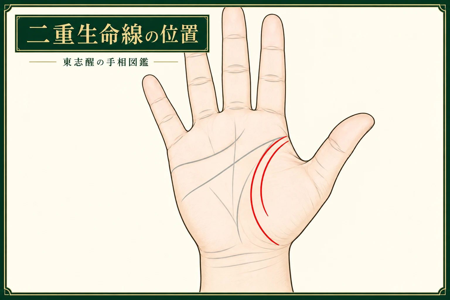 二重生命線の位置を赤い線で示した解説図